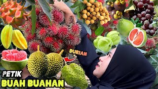 Petik buahbuahan dikebun  Bikin jus buah segar [upl. by Mufinella]