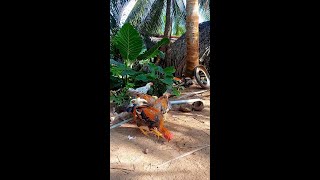 This is my second chicken raising area youtubeshort [upl. by Aneehsram945]