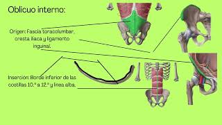 TRAPECIO Y ABDOMINALES TRABAJO [upl. by Airtened]