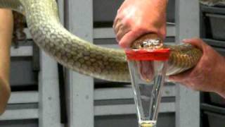 King Cobra Venom Extraction [upl. by Ayotahc]