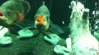 pesce rosso VS astronotus [upl. by Fineberg]