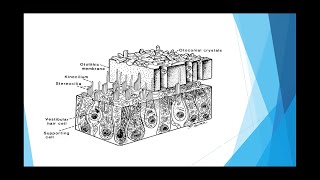 Otolith organs  Part 4 [upl. by Buote376]