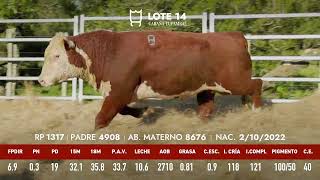 Lote 14 Toro mocho RP 1317 [upl. by Nasus]