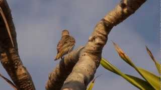 Australasian Figbird Sphecotheres vieilloti ♀  Australischer Feigenpirol 1 [upl. by Lletnwahs]