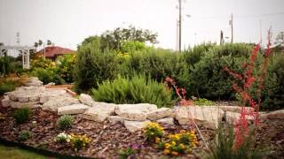 Urban Xeriscape Garden  Kingsville Spotlight [upl. by Kathlene]