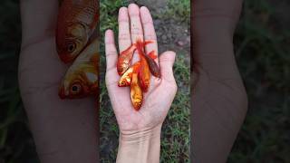 Fishing video sewer koi aquarium catfish logan paul red drum aka redfish turtle [upl. by Levesque68]