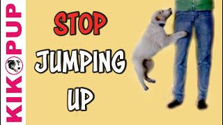 STOP jumping up [upl. by Raphael]