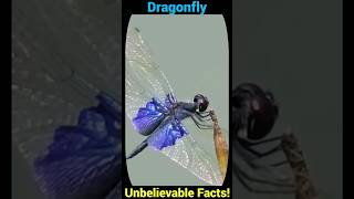 Dragonfly Unbelievable Facts You Never Knew [upl. by Wurst]