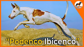 quotEl Podenco Ibicenco Elegancia y Patrimonio Vivo 🌟🐾quotpodenco podencoibicenco perros [upl. by Aneehsak]