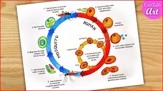 How to draw Malaria Life Cycle Diagram Drawing  easy  step by step [upl. by Yukio]