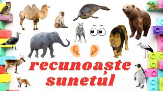 Recunoaste sunetul animalelor  Joaca acasa sau la gradinita [upl. by Adil]