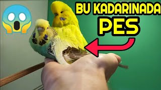 KUŞLAR ELİMDE ÇİFTLEŞTİ 😱 Çok Şaşırdık [upl. by Soluk]