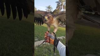 Booted Eagle Call shortvideo Shorts [upl. by Aivonas]