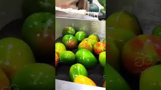 Mango Fruit Washing Grading And Waxing Processing Line machine [upl. by Ferree189]