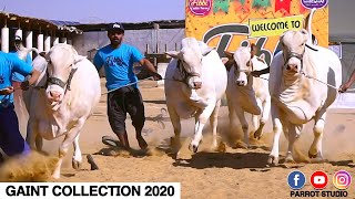 Vaccination Documentary Cattle Farming I Fibbi Cattle Farm I Palai Open😍 I Parrot Studio [upl. by Esyahc]