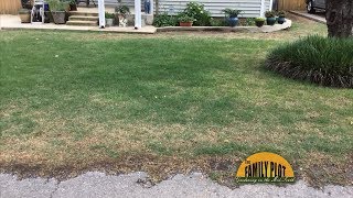 QampA – My lawn was attacked by billbugs What are they [upl. by Sleinad]