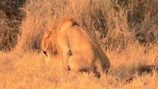 Majingilane Male Lion Mating with Lioness  Londolozi [upl. by Arim947]