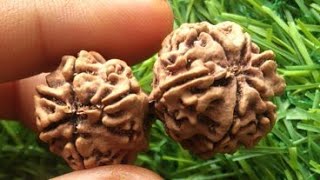 Gaurishankar rudraksha available [upl. by Lleihsad]