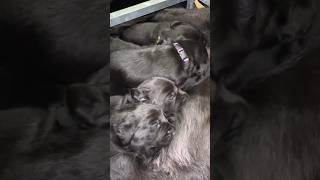 Labrador Puppies feeding from mum puppy cute dog labrador dogbreed [upl. by Pulling771]