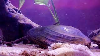 freshwater swan mussel Anodonta Cygnea burying itself [upl. by Adamek]