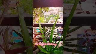 Valobashar Indoor plant ❤️❤️ nature Rong Tulir Akash love november2024 indoorplants shortvideo [upl. by Fleda539]