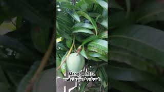 Mangga R2E2 R2E2 manggaR2E2 manggaaustralia panenmangga sragen [upl. by Atinahs415]