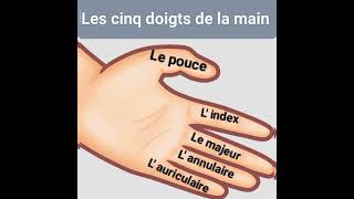 Vocabulaire français en images  Les noms des doigts de la main [upl. by Pheni]