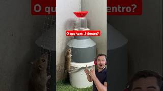 O que tem lá dentro alegriapet animals rabbit humor petsengracados amiguinhospet comedia [upl. by Sclar]