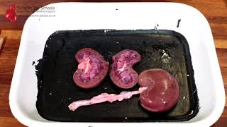 Kidney Excretory System Dissection GCSE A Level Biology NEET Practical Skills [upl. by Belden441]