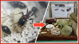 Un terrarium pour ma fourmi la plus dangereuse  Tetraponera rufonigra [upl. by Atires432]