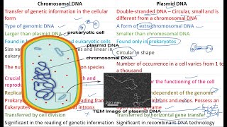 Chromosomal DNA vs Plasmid DNA [upl. by Tingley884]