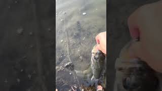 Honestly the worst fishing trend fishing fish bassfishing [upl. by Ahseik948]