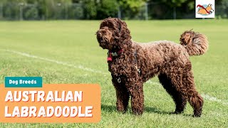 Australian Labradoodle Your Complete Guide To The First Labrador Poodle Mix [upl. by Lotte254]