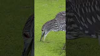 Watch This Bird Use a Genius Trick to Catch Fish shorts [upl. by Eudosia]