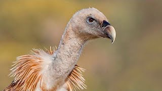 ✅ Aves carroñeras como hacer la mejor foto 📷 Curso fotografía de aves 810 [upl. by Irrabaj376]