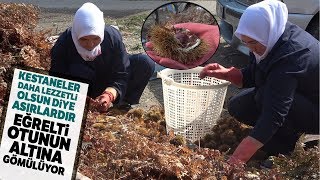 Ortadoğu ve Arap Ülkelerinin Ağzı ‘Şekercik Kestane’ İle Tatlanıyor [upl. by Asilem]