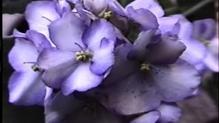 Violeta africana Saintpaulia ionantha Plantas delicadas Para dentro de casa [upl. by Arlan453]