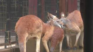 雨の日のアカカンガルー よこはま動物園ズーラシア 2017年11月23日 [upl. by Freedman]