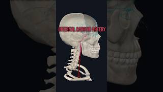 Internal Carotid Artery medshorts mbbsanatomy humananatomy humanbody medicom [upl. by Nolyaw]