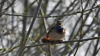 Песня варакушки Luscinia svecica  Bluethroat song [upl. by Genaro773]