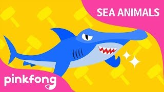 Boom Bang Hammerhead Shark  Sea Animals Song  Pinkfong Songs for Children [upl. by Mccormac356]