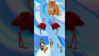 flamingo 🦩 dance with animals flamingo dance animals shortvideo [upl. by Nyrhtakyram]