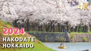 Cherry blossoms at Goryokaku Park Hakodate Hokkaido Japan  4K [upl. by Nnyllaf]