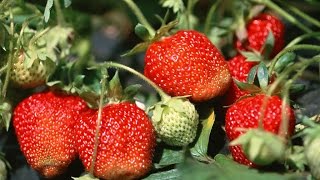 How to Grow Strawberries Organically  Complete Growing Guide [upl. by Anilac]