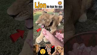 The Lions Strange Behavior [upl. by Gnil766]