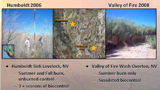 Tamarisk Invasion and Fire in Southwestern Desert Ecosystems [upl. by Alla292]