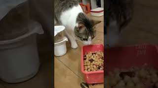 frescura de gato com comida [upl. by Humble]