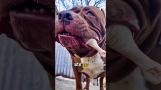 Pitbull 😡 Vs German Shepherd 😈 shorts dog [upl. by Brookes]