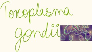 Toxoplasma gondii [upl. by Eisor]