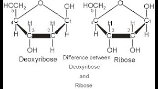 Differences in the Types of Sugars found in Nucleic acids Ribose and Deoxyribose [upl. by Almat]